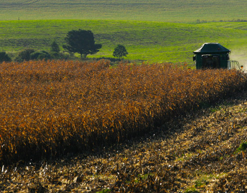 Ao lado da soja, o grão está se tornando protagonista da supersafra agrícola, impulsionando a retomada econômica nacional
