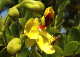 Sistemas agroflorestais biodiversos conservam polinizadores