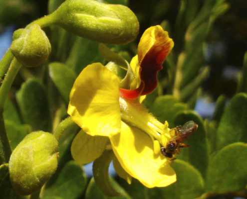 Sistemas agroflorestais biodiversos conservam polinizadores
