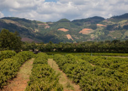 Café Minas Gerais/ Divulgação