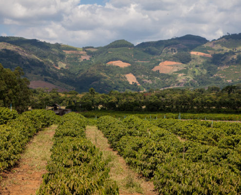 Café Minas Gerais/ Divulgação