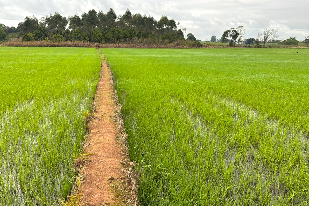 Safra de arroz 2025/2026: plantio segue em meio à desvalorização e incertezas para toda a cadeia produtiva