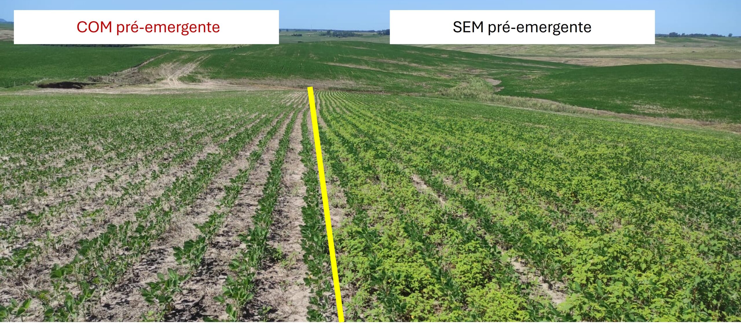 Amaranthus avança no Brasil e acende alerta para o manejo eficiente de plantas daninhas