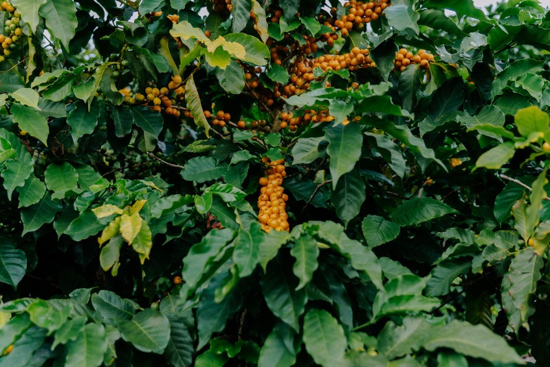 Iniciativa da Syngenta em parceria com a JDE Peet’s impulsiona sustentabilidade e aumenta produtividade na cafeicultura brasileira