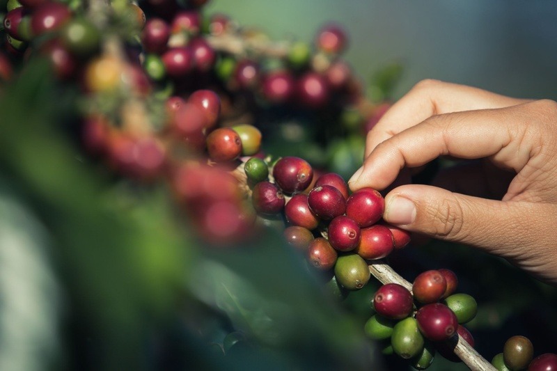 Manejo nutricional estratégico é a chave para superar desafios climáticos e garantir qualidade na safra de café, destaca especialista