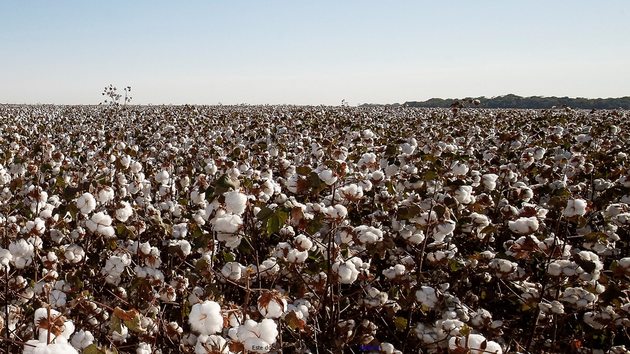 Nordeste deve produzir mais de 1 milhão de toneladas de algodão pela primeira vez, aponta Etene