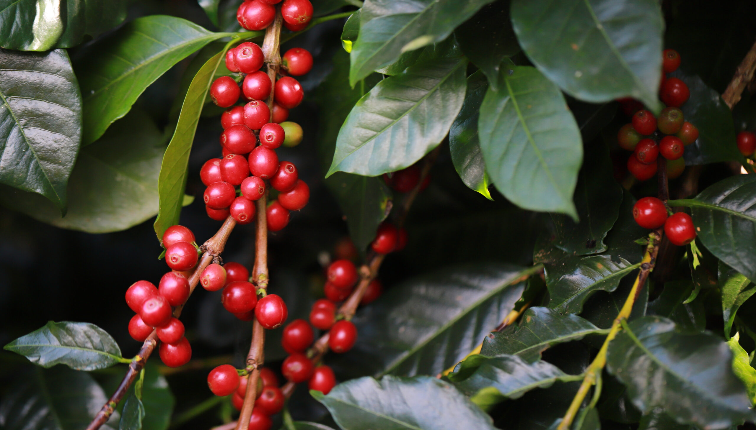 IHARA destaca soluções para proteger o potencial produtivo dos cafezais durante o Congresso Brasileiro de Pesquisas Cafeeiras