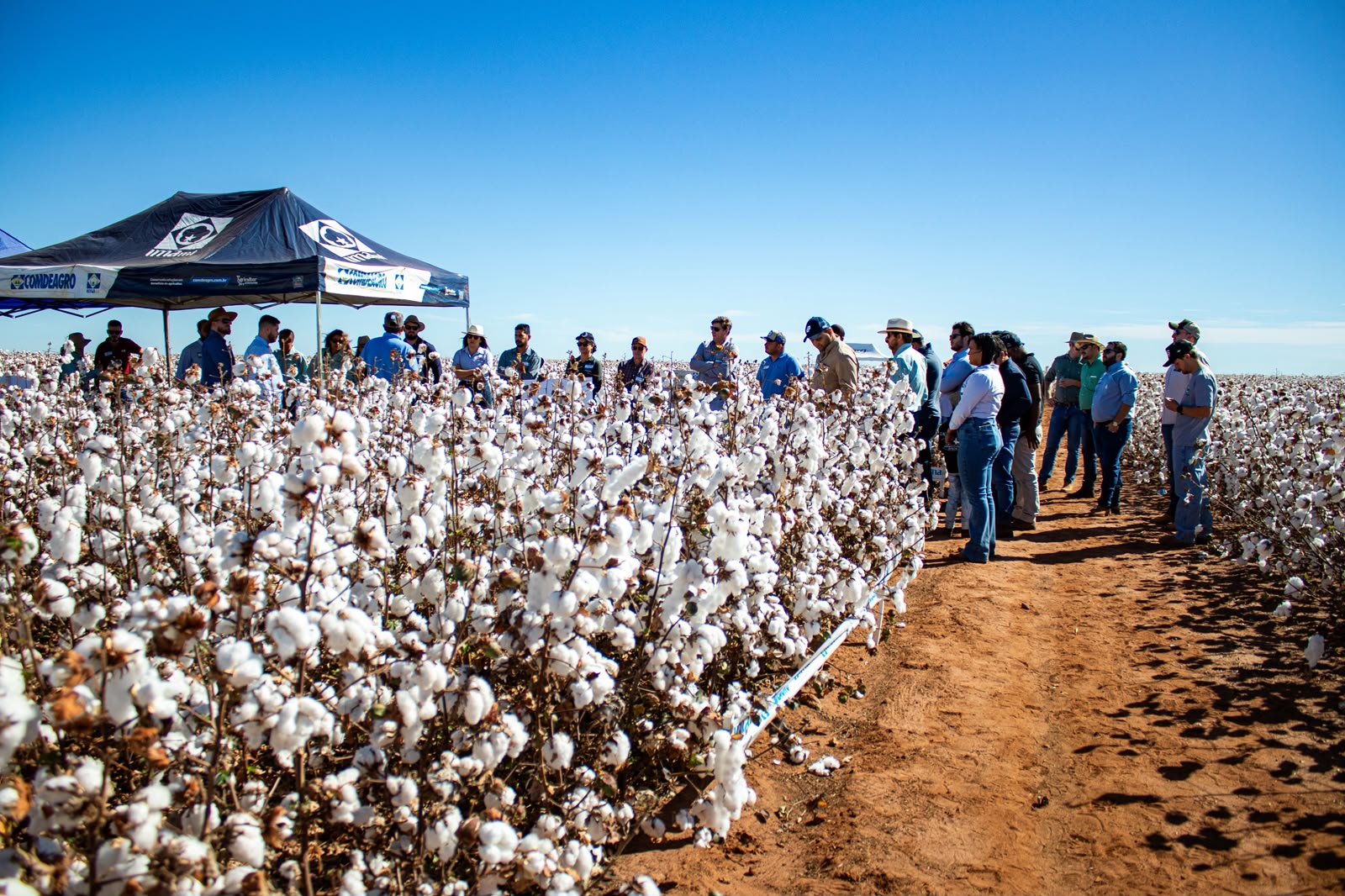 Cultivares de algodão chegam a 468 arrobas em ensaios realizados no Cerrado baiano