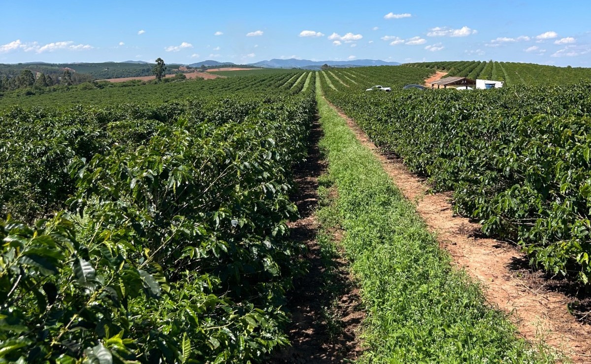 Manejo integrado de doenças no cafeeiro: efeito do silício no controle da cercosporiose chega a 63,2%